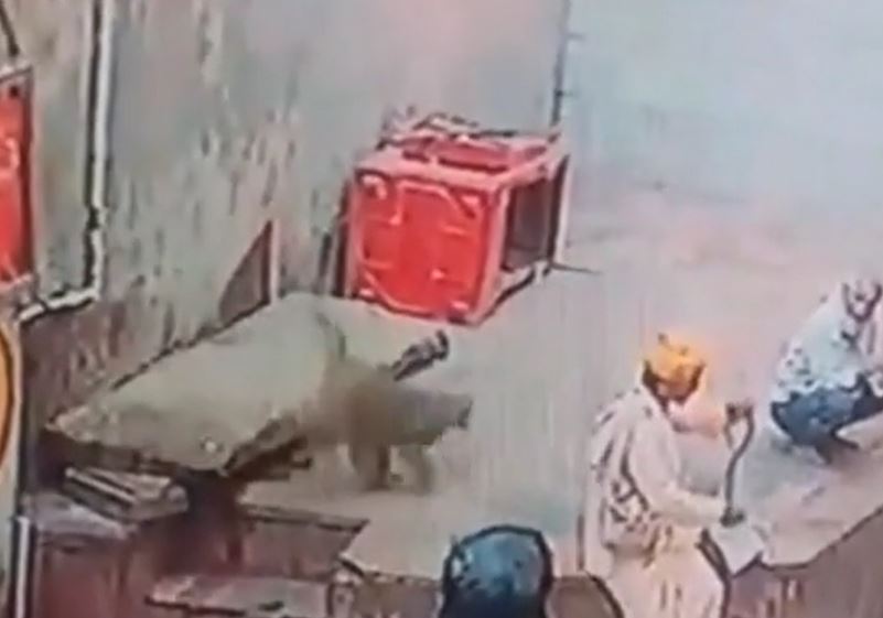 Khỉ 'láu cá' cướp rắn hổ mang từ tay người biểu diễn và cái kết bất ngờ