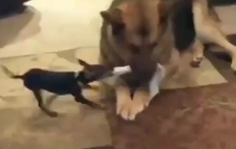 Chihuahua tí hon kéo co với 'đại ca' Becgie và cái kết không tưởng