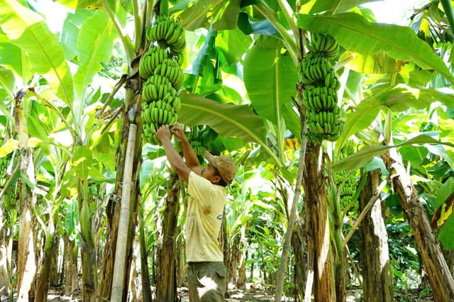 Quảng Trị có 12 vùng trồng được cấp mã số xuất khẩu