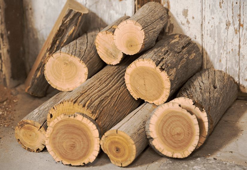 Loại gỗ chứa ‘vàng lỏng’ giá 160 triệu đồng/kg, khan hiếm đến mức không có mà mua