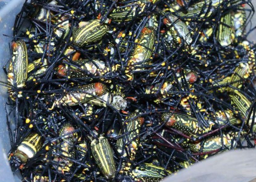 Nghệ An: Loại côn trùng từng gây sợ hãi, nay thành đặc sản lạ, giá 250.000 đồng/kg