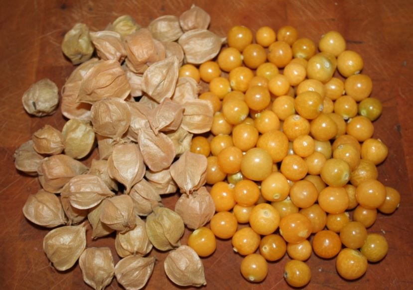 Loại quả dại ở Việt Nam bị 'ngó lơ' nhưng ra nước ngoài lại gây sốt với giá 700.000 đồng/kg