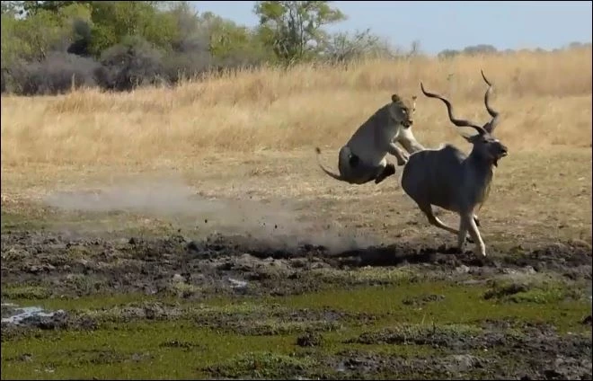 Sư tử săn linh dương Kudu.