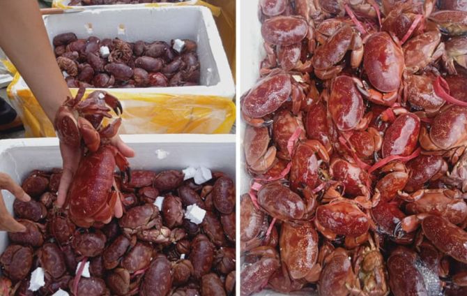 &#x110;&#x1EB7;c s&#x1EA3;n Qu&#x1EA3;ng Ninh c&#xF3; t&#xEA;n k&#x1EF3; c&#x1EE5;c, b&#xE1;n g&#x1EA7;n 200.000 &#x111;&#x1ED3;ng/kg