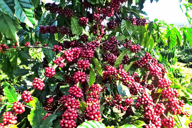 Kinh tế Đắk Lắk tăng trưởng 6,9% trong 9 tháng đầu năm 2025