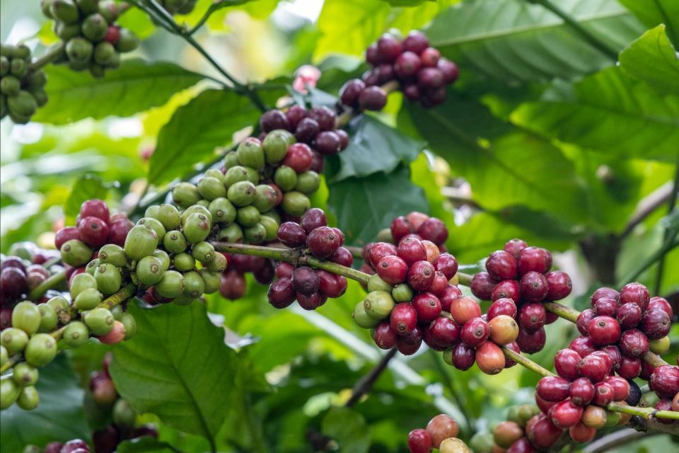 Giá nông sản ngày 6/10/2025: Cà phê và hồ tiêu đồng loạt đi ngang