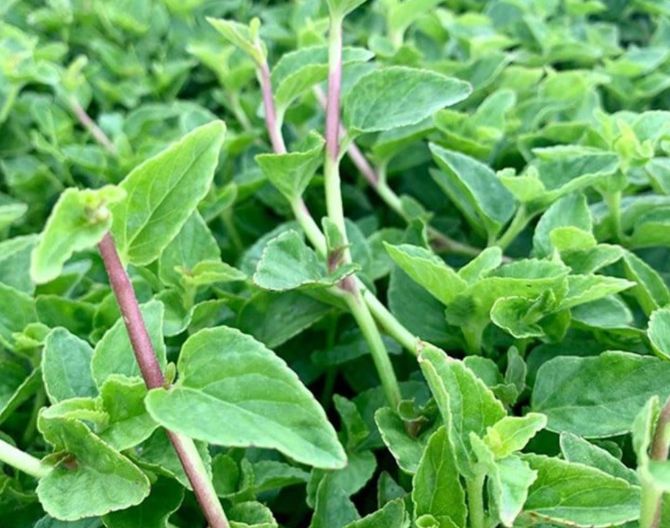 Rau lỗ bình: Từ 'cỏ dại' bị nhổ bỏ đến 'đặc sản trời ban'