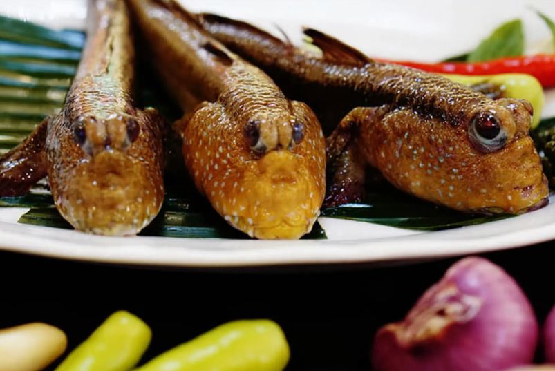 Đặc sản miền Tây: Loài cá biết leo cây, bò trên bùn mà nướng muối ớt lại ngon mê ly