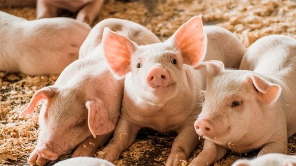 Giá heo hơi ngày 6/10/2025: Giảm nhẹ tại miền bắc