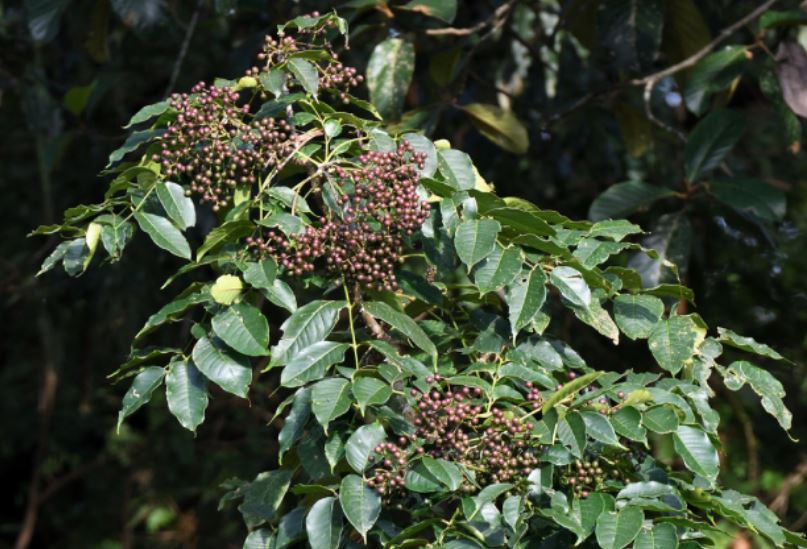 Từ lá mọc hoang đến đặc sản giá 100.000 đồng/kg - hương vị lạ khiến dân thành phố mê mẩn