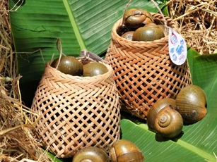 Ốc gác bếp: Từ món ăn cứu đói tới đặc sản vùng Tây Nam Bộ