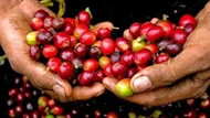 Giá nông sản ngày 8/10/2025: Cà phê lao dốc mạnh, hồ tiêu giữ vững ở mức cao