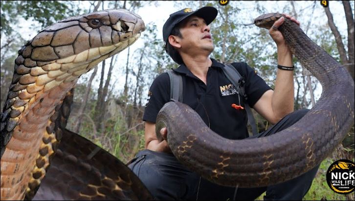 'Nín thở' xem cận cảnh người đàn ông dùng tay không bắt rắn hổ mang chúa khổng lồ