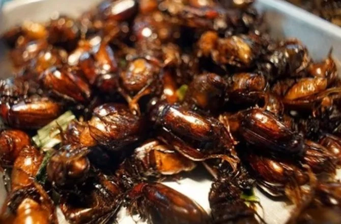 Bọ rầy từ "kẻ thù" của nông dân thành đặc sản trên bàn tiệc. Bọ rầy từ "kẻ thù" của nông dân thành đặc sản trên bàn tiệc.