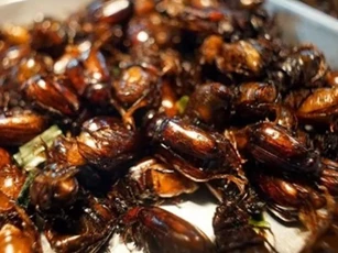 Từ 'kẻ thù' của nhà nông hóa thành đặc sản ẩm thực được săn đón giá 300.000/kg