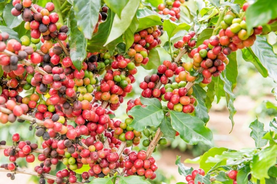 Giá nông sản ngày 9/10/2025: Hồ tiêu nhích nhẹ, cà phê giảm giá