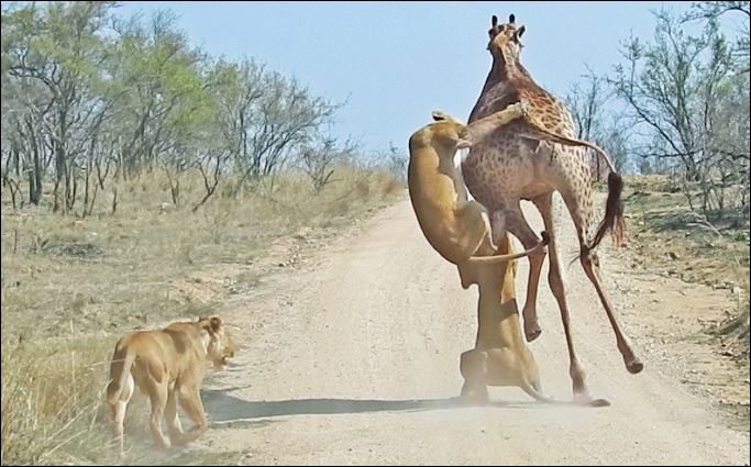 Bị sư tử ‘đeo lủng lẳng’ trên người, hươu cao cổ ngã gục