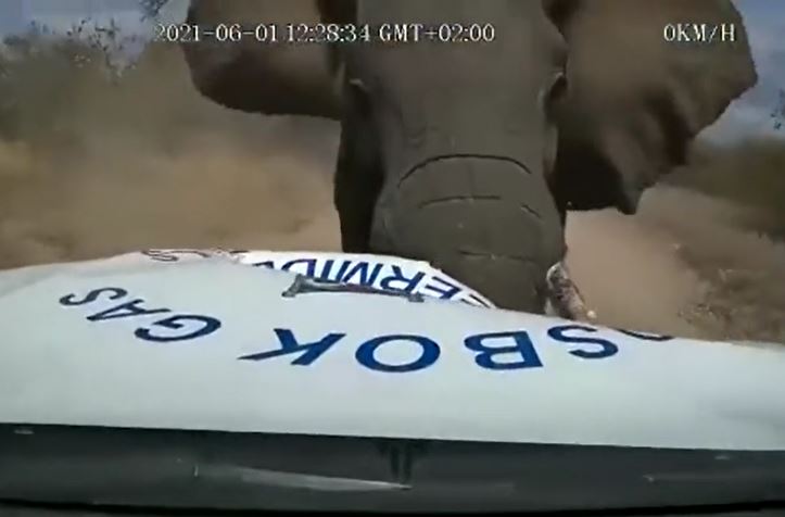 Voi rừng nổi điên, húc tung nắp capo ô tô khiến ai chứng kiến cũng thót tim