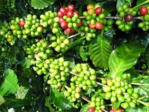 Giá nông sản 10/10/2025: Cà phê tăng trở lại, hồ tiêu khởi sắc