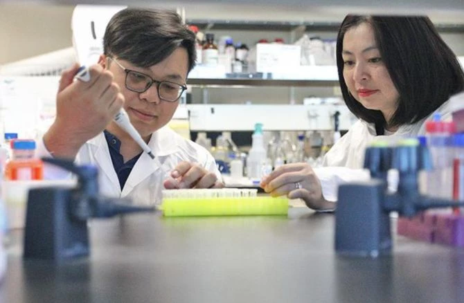 Nghiên cứu sinh tiến sĩ Tuan-Anh Nguyen (trái) và tiến sĩ Thu-Thuy Dang đang kiểm tra các mẫu thực vật trong phòng thí nghiệm. Ảnh: UBC Okanagan Nghiên cứu sinh tiến sĩ Tuan-Anh Nguyen (trái) và tiến sĩ Thu-Thuy Dang đang kiểm tra các mẫu thực vật trong phòng thí nghiệm. Ảnh: UBC Okanagan