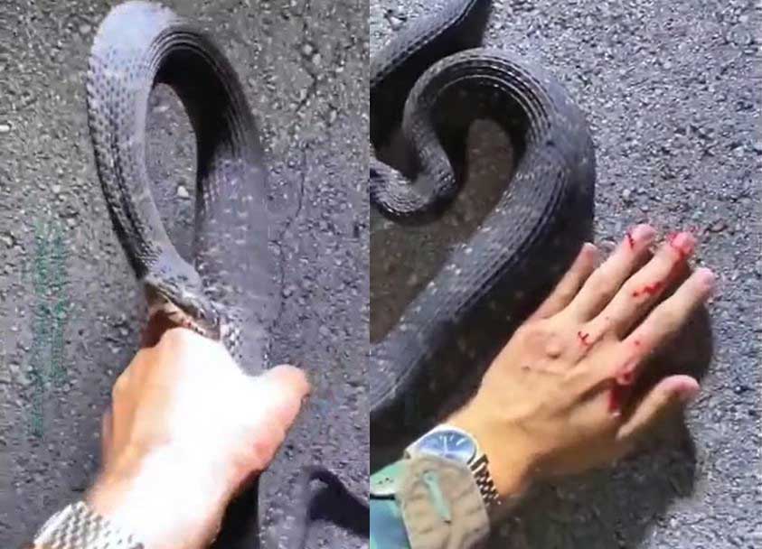 Liều mình bắt rắn bằng tay không, người đàn ông nhận cái kết đẫm máu