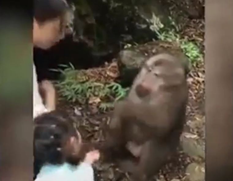 Khỉ tức giận vì bị trêu, bé gái bên cạnh lĩnh cú đấm bất ngờ