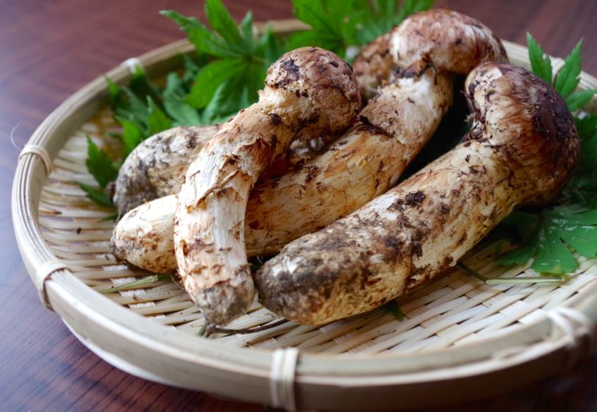 Loại 'báu vật rừng già' mọc trên đỉnh 2.500m, giá 45 triệu đồng/kg, thế giới ráo riết săn lùng