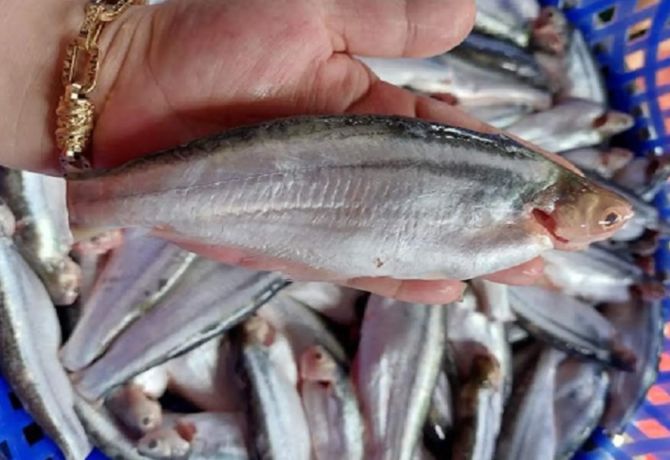 Loài cá nghe tên 'sởn gai ốc' nhưng lại là đặc sản giá cao ngất ngưởng