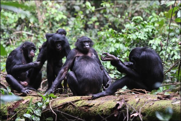 Khoa học chứng minh vì sao động vật có vú giống cái lại sống lâu hơn