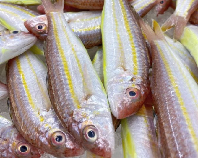 Loài cá nghe tên tưởng 'phèn', ăn vào lại 'nghiền' vì giàu dinh dưỡng