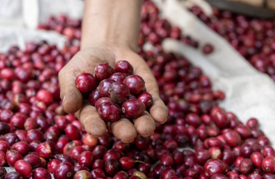 Giá nông sản ngày 13/10/2025: Cà phê và hồ tiêu đồng loạt giữ giá ổn định