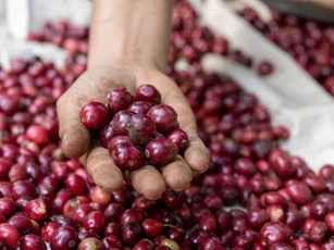 Giá nông sản ngày 13/10/2025: Cà phê và hồ tiêu đồng loạt giữ giá ổn định