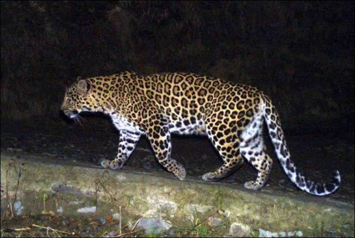 Báo ẩn nấp trong ruộng mía, tấn công bé gái 5 tuổi