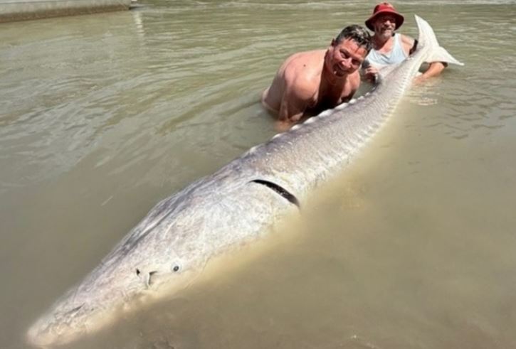 Cần thủ bắt được ‘bóng ma sông Fraser’ nặng 317kg, ước tính đã 140 tuổi