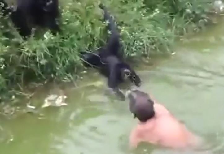 Say rượu trèo vào chuồng trêu khỉ, người đàn ông phải đi bệnh viện cấp cứu