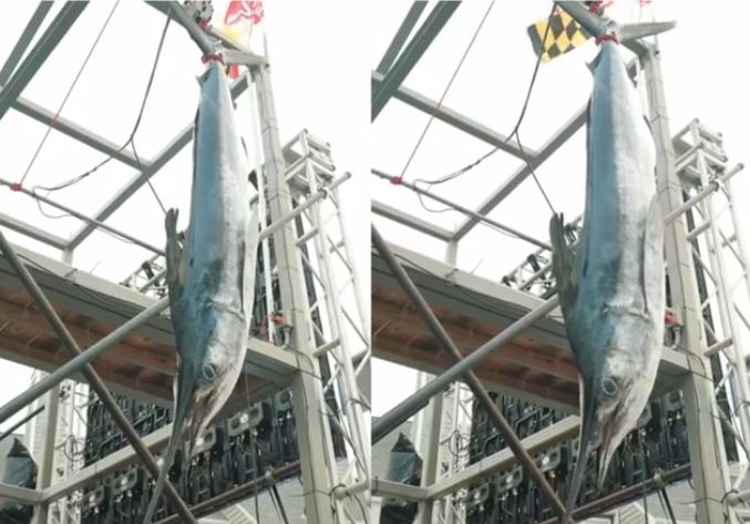 Câu được cá nặng 32,6kg, cần thủ Mỹ ôm giải thưởng 102,6 tỷ đồng