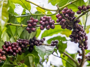 Giá nông sản ngày 15/10/2025: Cà phê tăng nhẹ, hồ tiêu lao dốc