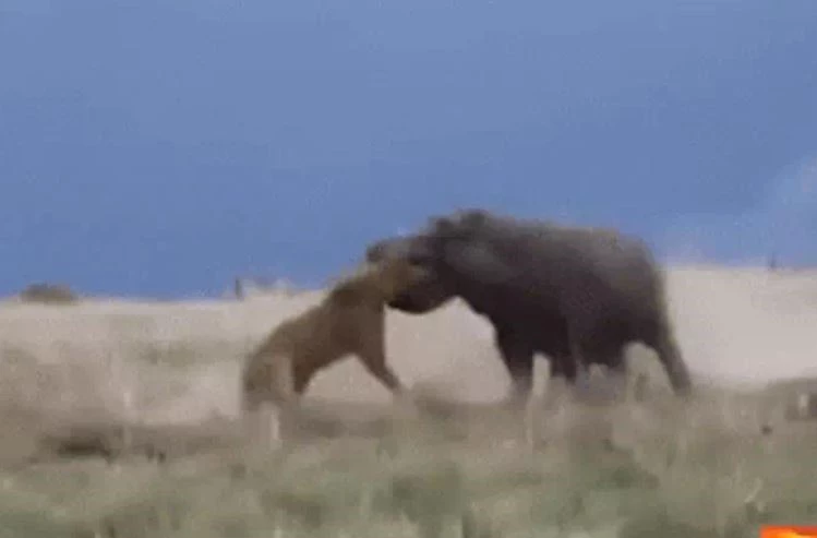 Ảnh cắt từ clip.