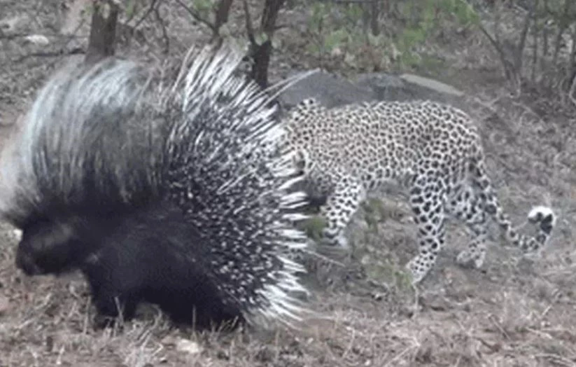 Ảnh cắt từ clip.