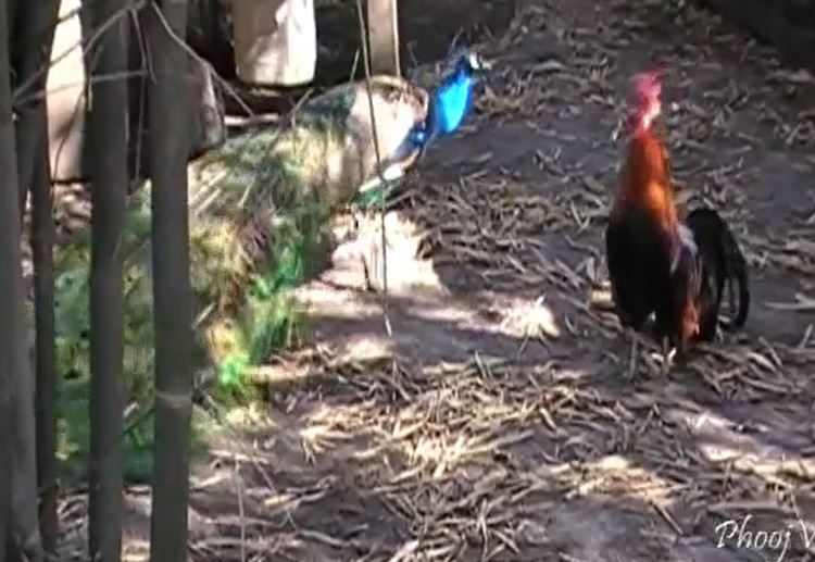 Chim công hung hăng năm lần bảy lượt gây sự, gà phượng hoàng khốn khổ rút lui