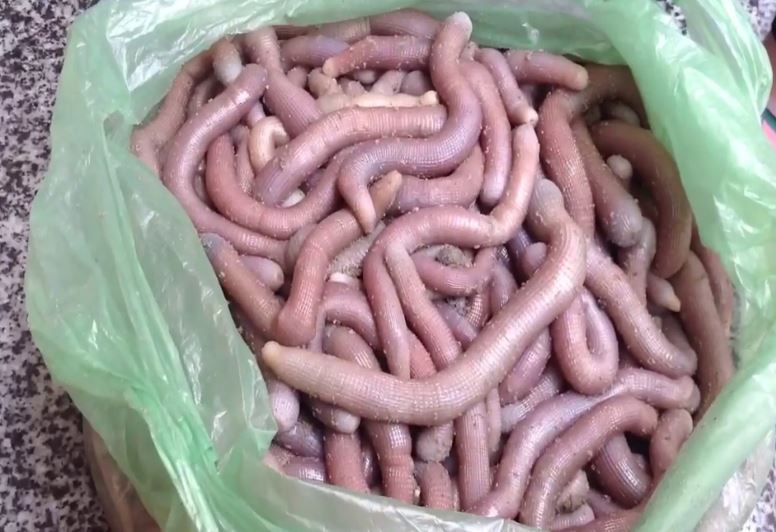 Đặc sản ‘nhìn phát sợ, ăn phát ghiền’ của Quảng Ninh: Giá đắt như vàng, xưa là món tiến vua