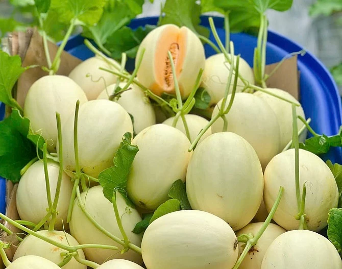 +ảnh 4: Thu hoạch dưa lưới chất lượng cao tại nông trại Peace Farm.
