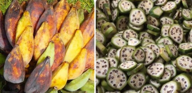 Quả chuối hột rừng có rất nhiều công dụng chữa bệnh. Quả chuối hột rừng có rất nhiều công dụng chữa bệnh.