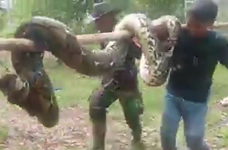 Giây phút sinh tử: Bị trăn dài hơn 4 mét tấn công, nhóm trai làng vùng dậy bắt sống