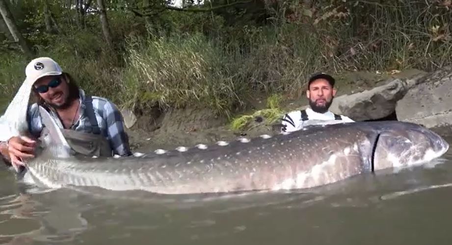 Giây phút kịch tính: Cần thủ câu được cá tầm dài hơn 3m, nặng 258kg