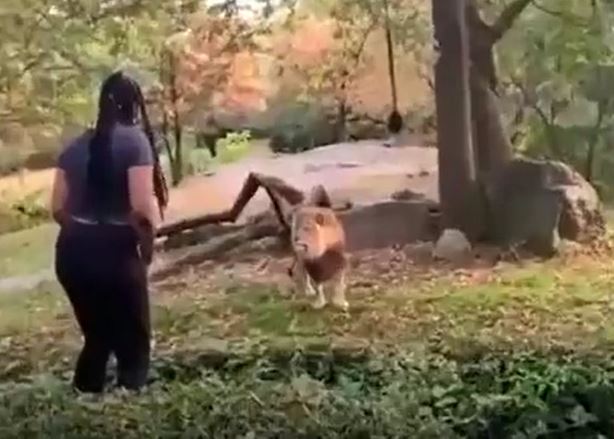 Cô gái coi thường mạng sống, vượt rào trêu sư tử giữa vườn thú