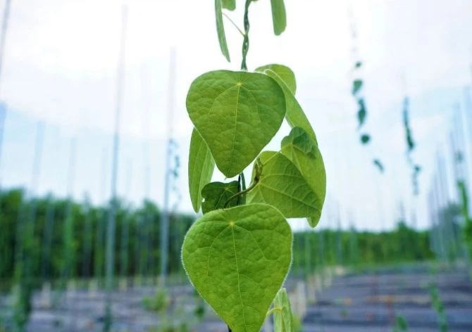 Sương sâm từng là cây dại mọc ở rừng. Ảnh: Dân Trí. Sương sâm từng là cây dại mọc ở rừng. Ảnh: Dân Trí.