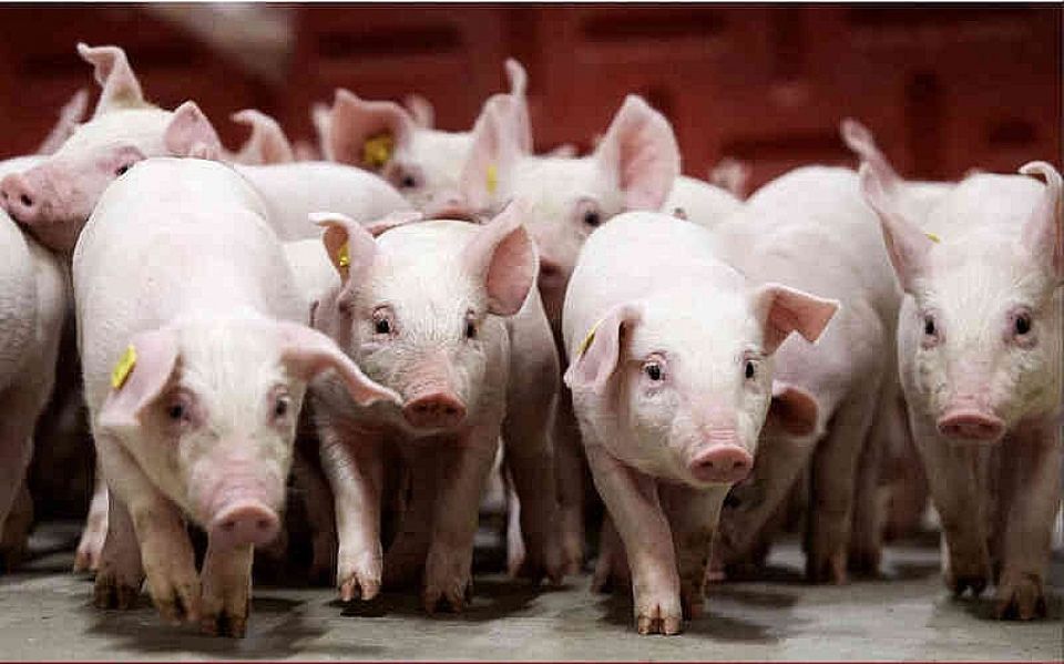 Giá heo hơi ngày 20/10/2025: Tiếp tục đi ngang trên toàn quốc