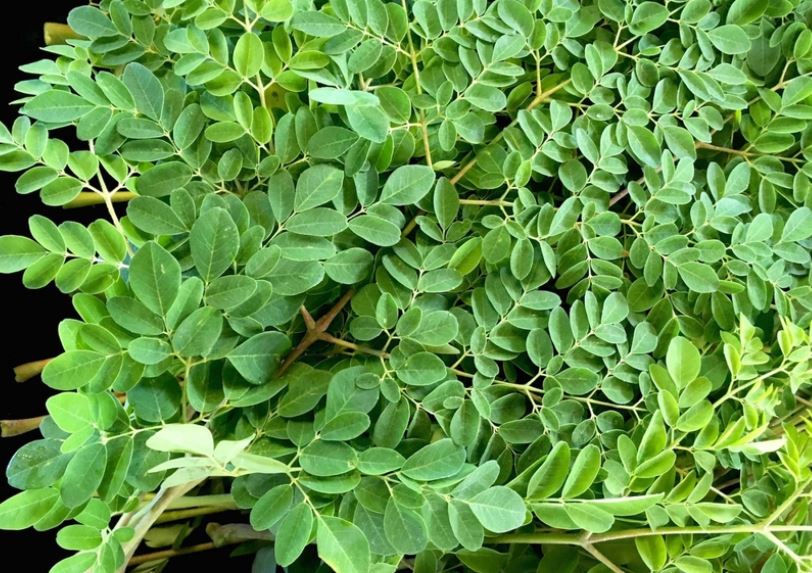 Từ cây dại mọc bờ bụi đến 'đặc sản xanh' được người thành phố săn lùng