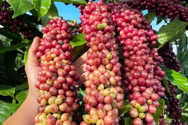 Lâm Đồng: Xây dựng thương hiệu cà phê bền vững từ chuỗi liên kết giá trị
